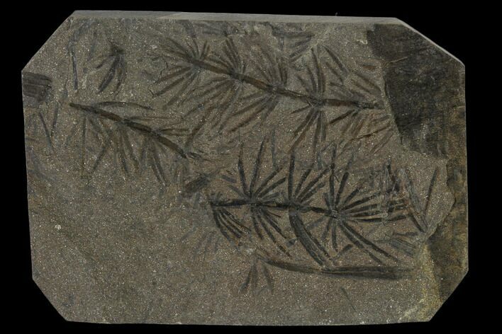 Fossil Pennsylvanian Horsetail (Asterophyllites) Plate - France #114666